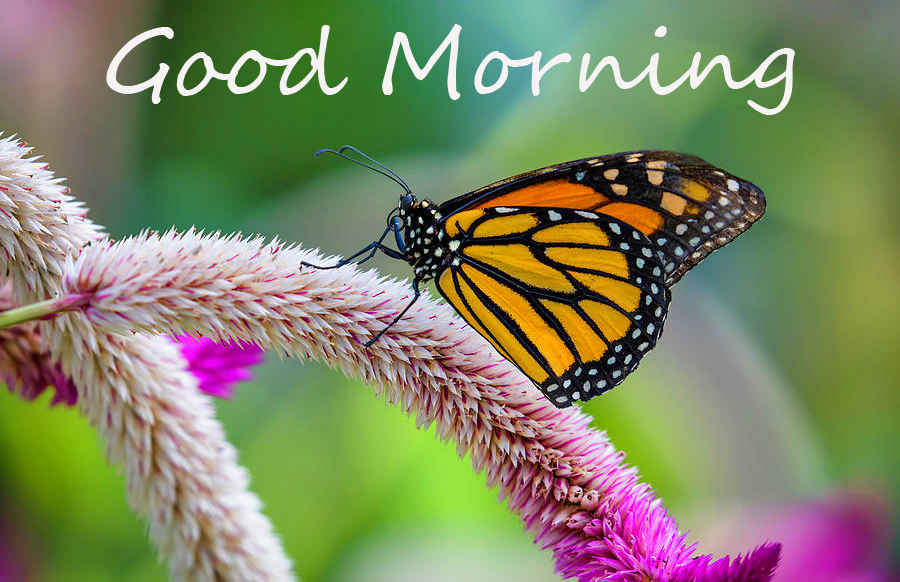 Good-Morning-Wish-with-Butterfly-on-Flower-4k-Image