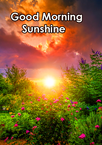 Latest Nature Good Morning Sunshine Picture