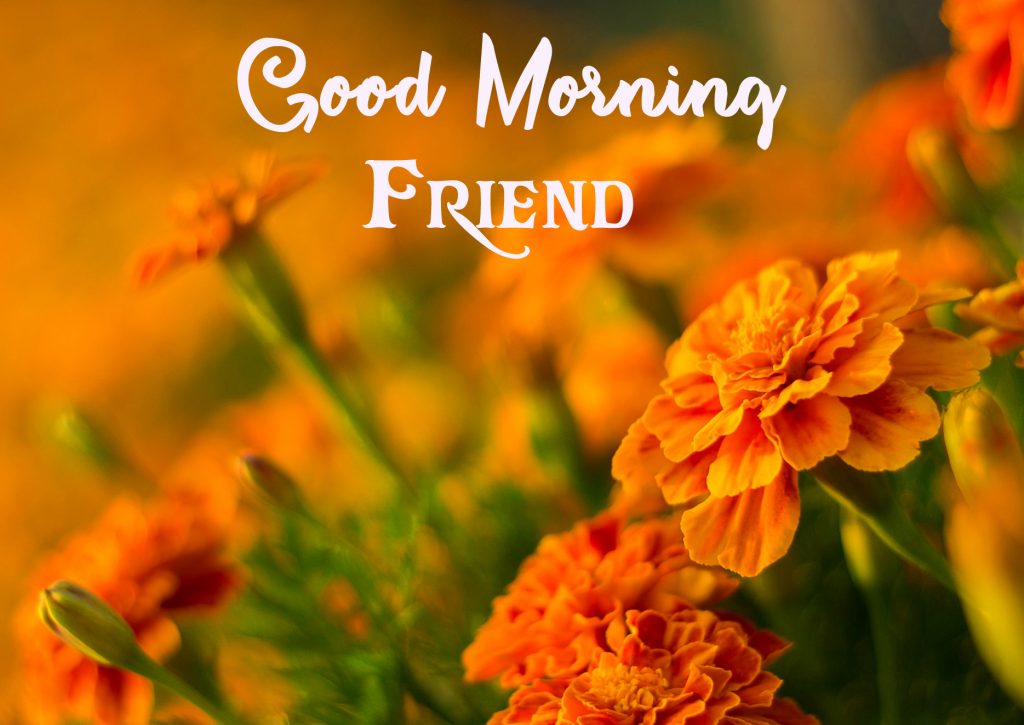 Marigold-Orange-Flowers-Good-Morning-Friend-Image