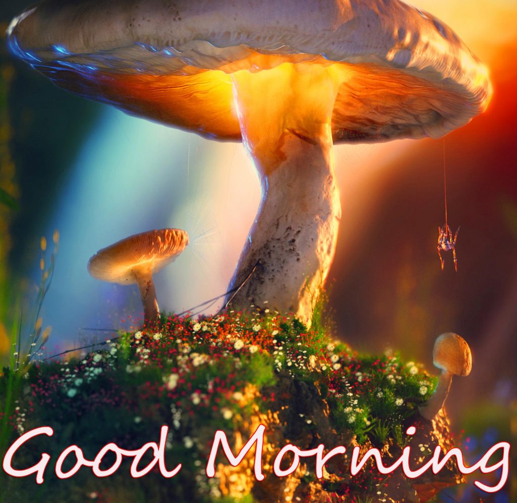 Mushroom-4k-Good-Morning-Wallpaper-and-Pic