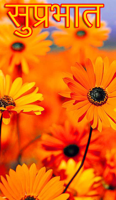 Orange-Flowers-Suprabhat-Pic