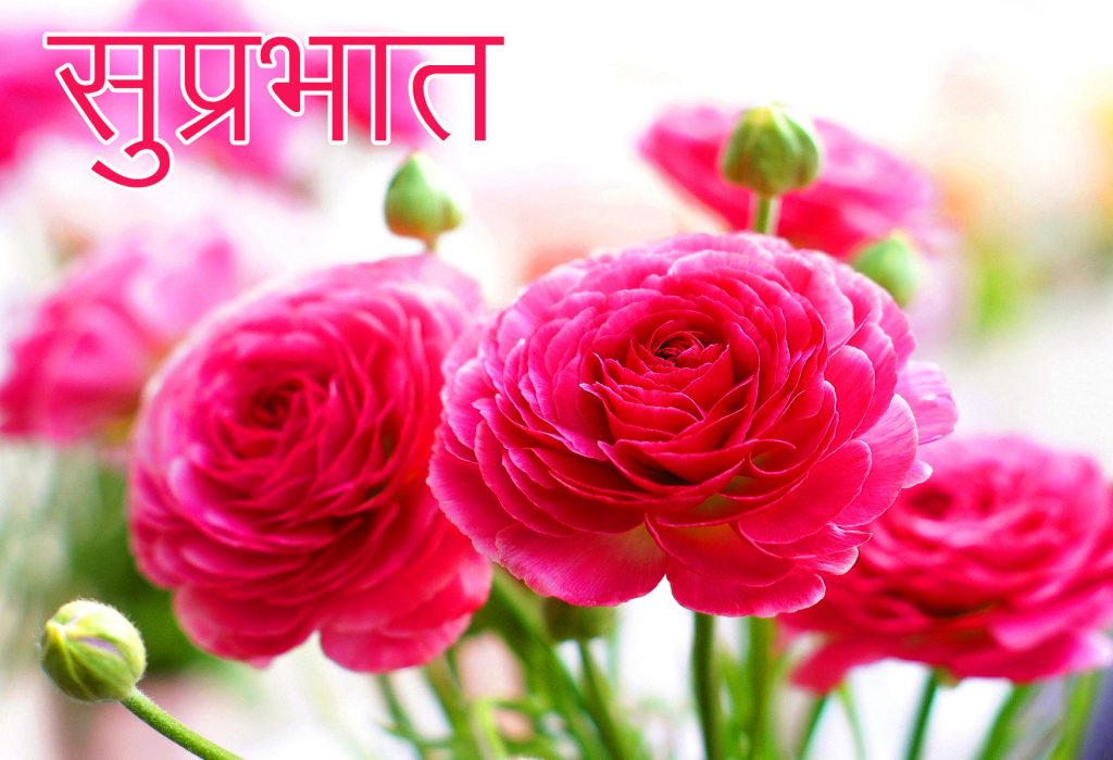 Pink-Roses-with-Suprabhat-Wish