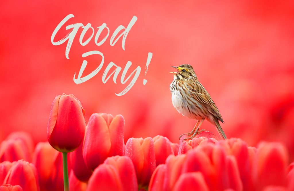 Pink-Tulips-with-Bird-and-Good-Day-Wish