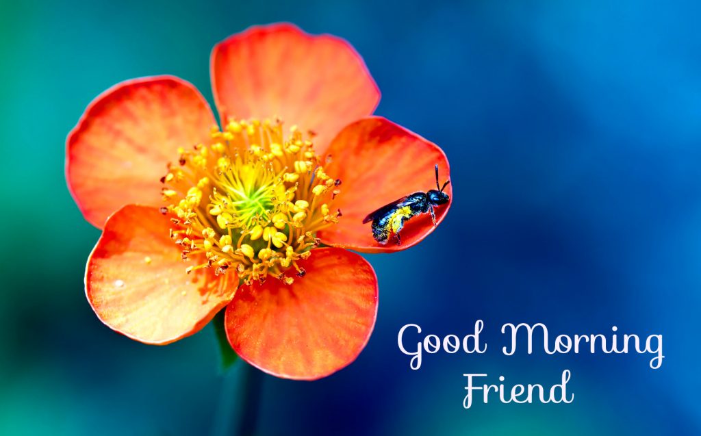 Pollen-Flowers-Good-Morning-Friend-Picture