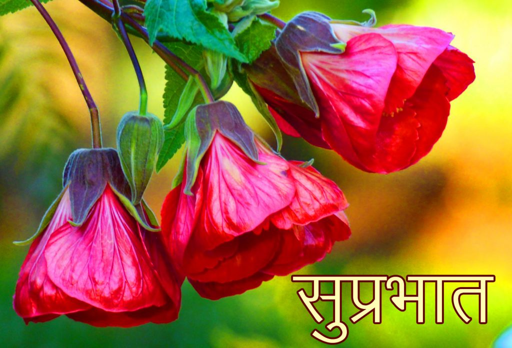 Red-Flowers-Suprabhat-Picture-HD