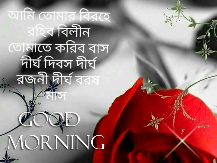 Red Rose Bengali Quote and Good Morning Wish