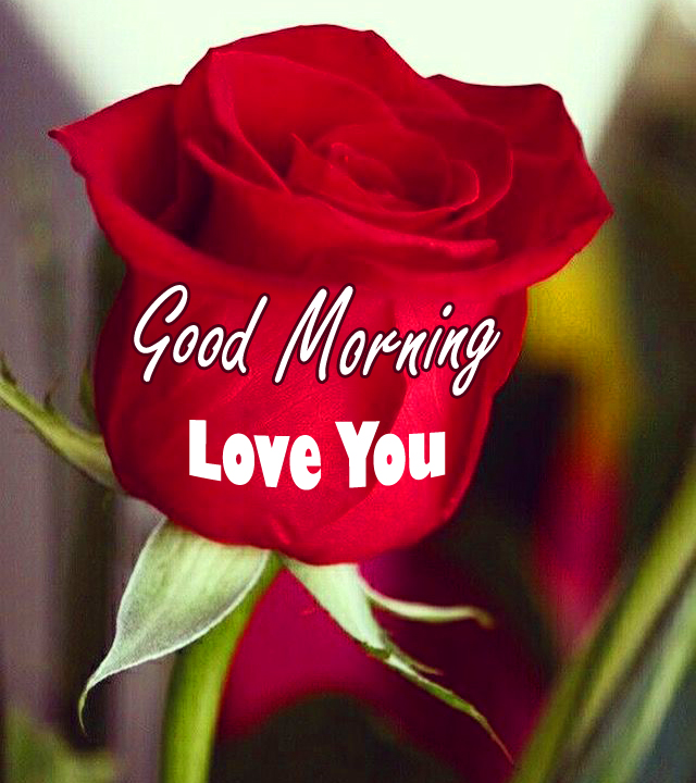 Red Rose Good Morning Love You Message Image