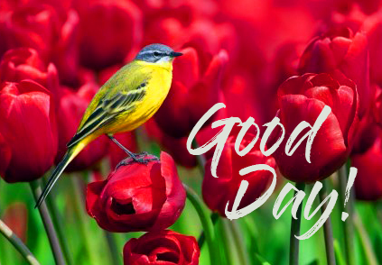 Red-Tulips-with-Bird-and-Good-Day-Wish