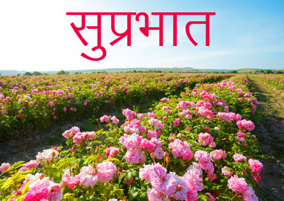 Roses-Field-with-Suprabhat-Wish