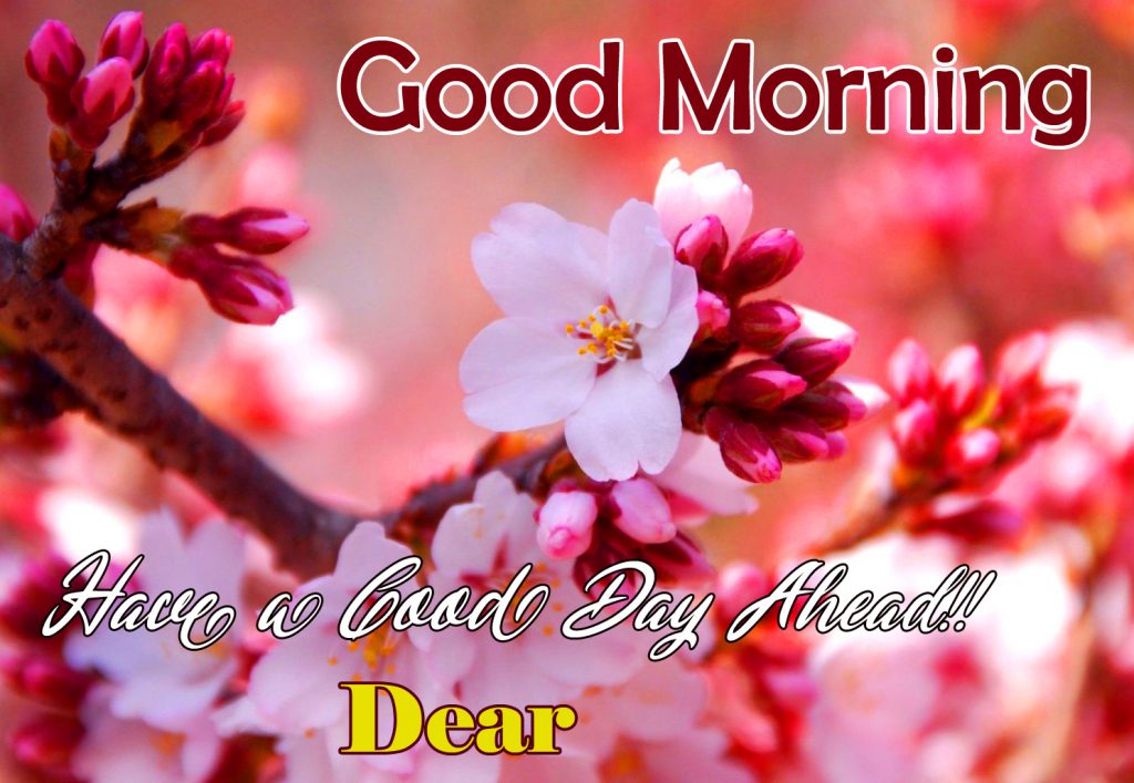 Sakura Flowers with Good Morning Dear Message Picture