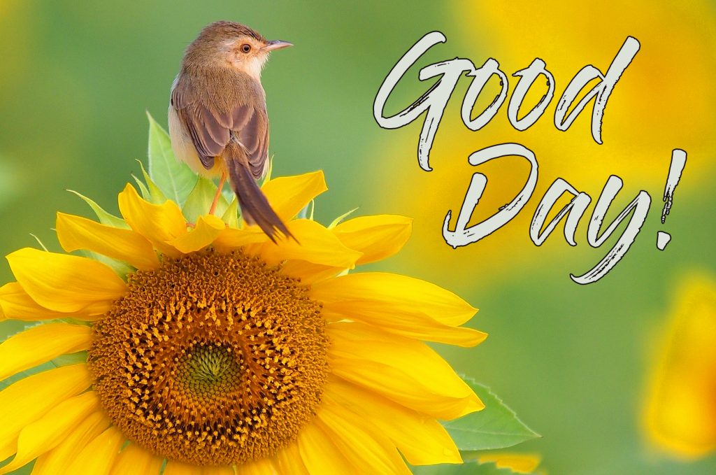 Sunflower-with-Birds-Good-Day-Image