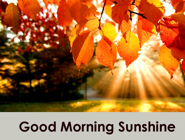 Sunrays Good Morning Sunshine Autumn Leaves Wallpaper