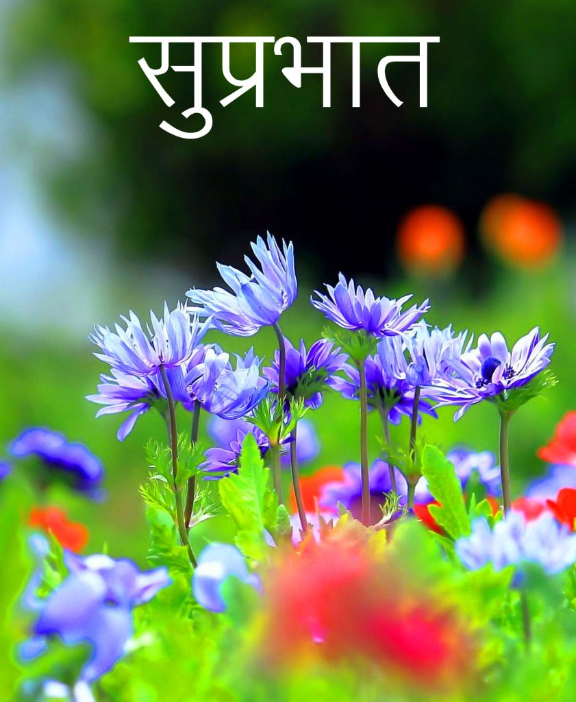 Suprabhat-Flowers-Picture-HD