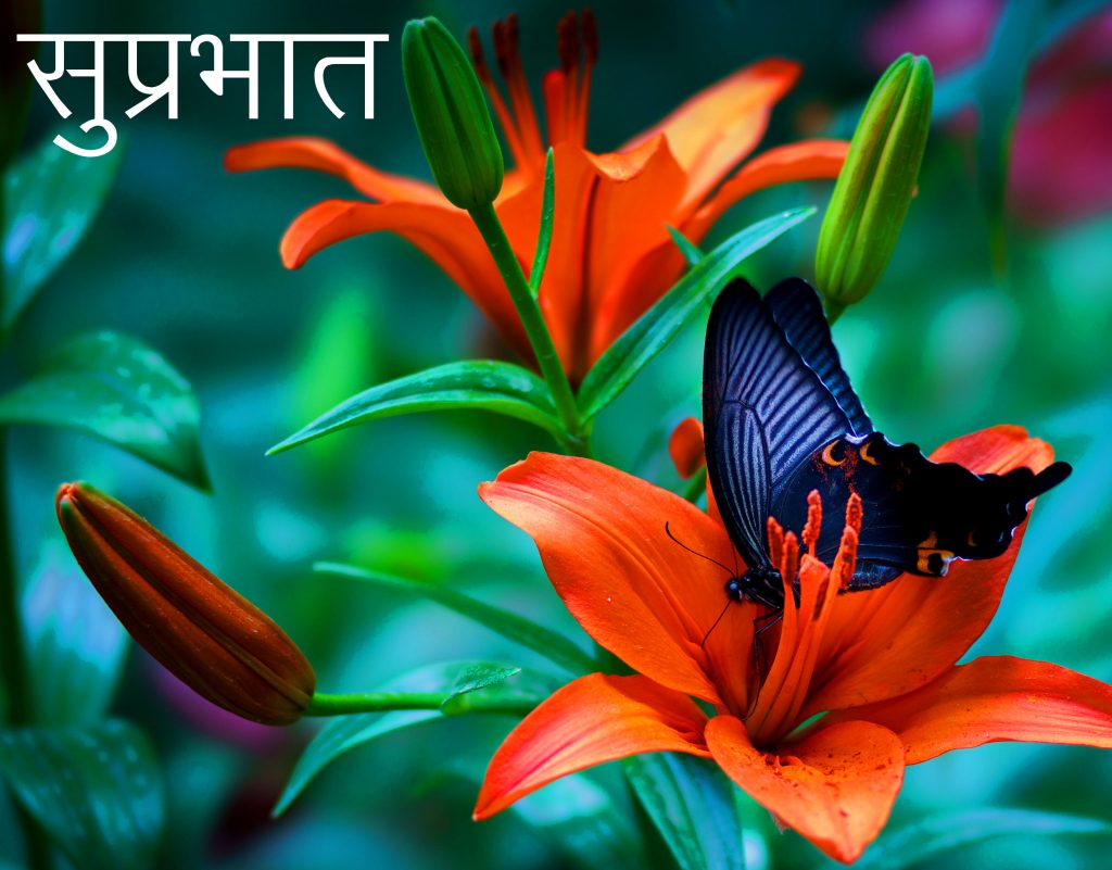 Suprabhat-Nature-Flower-Image