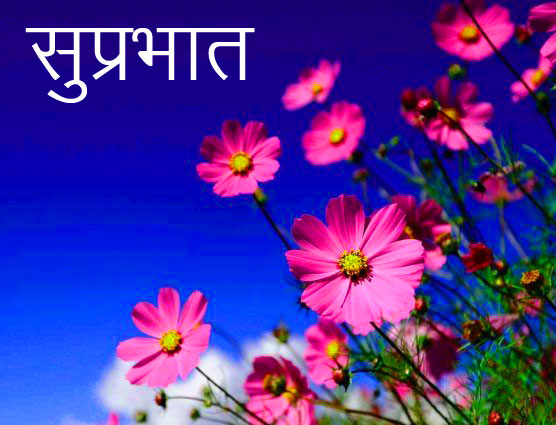 Suprabhat-Wild-Flowers-Image-HD