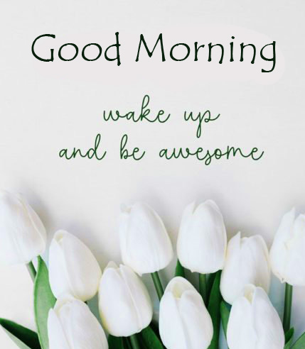 Tulips-with-Good-Morning-Quote