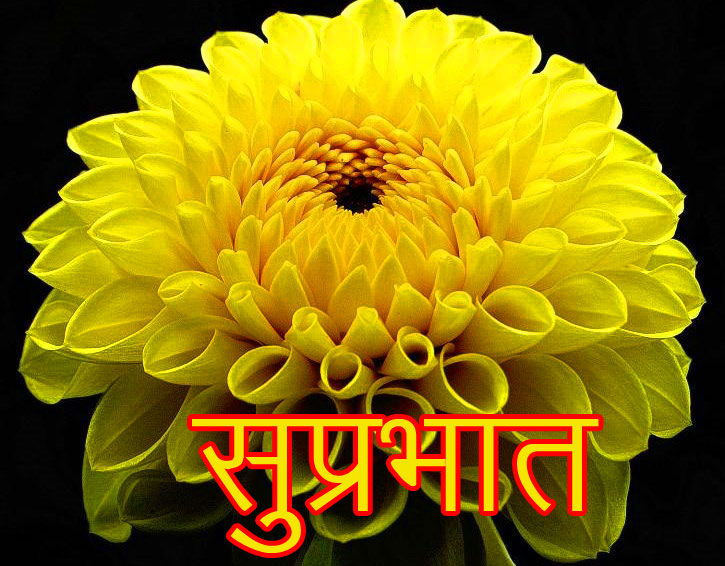 Yellow-Dahlia-Flower-Suprabhat-Picture