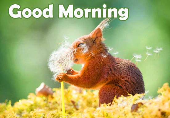 Adorable Squirrel Good Morning Pic