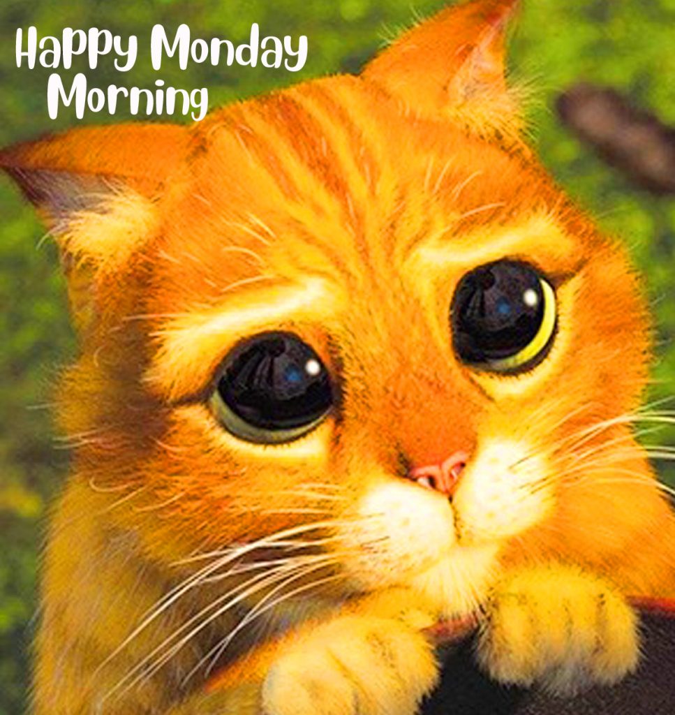Adorable and Funny Cat Happy Monday Morning Picture