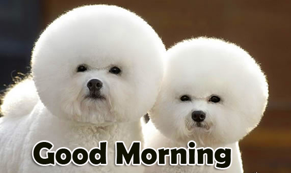Beautiful Doggy Good Morning Wallpaper