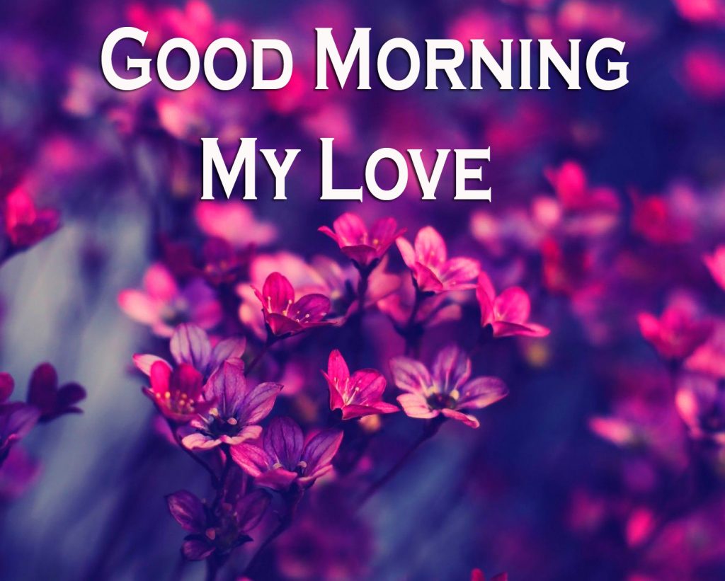 Beautiful-Flowers-Good-Morning-My-Love-Wallpaper-HD