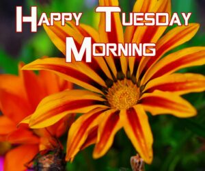 35+ Good Morning Happy Tuesday Beautiful Flower Images, Pictures and ...