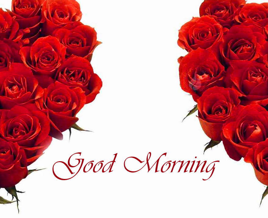 Beautiful Red Roses Bunch with Good Morning Wish