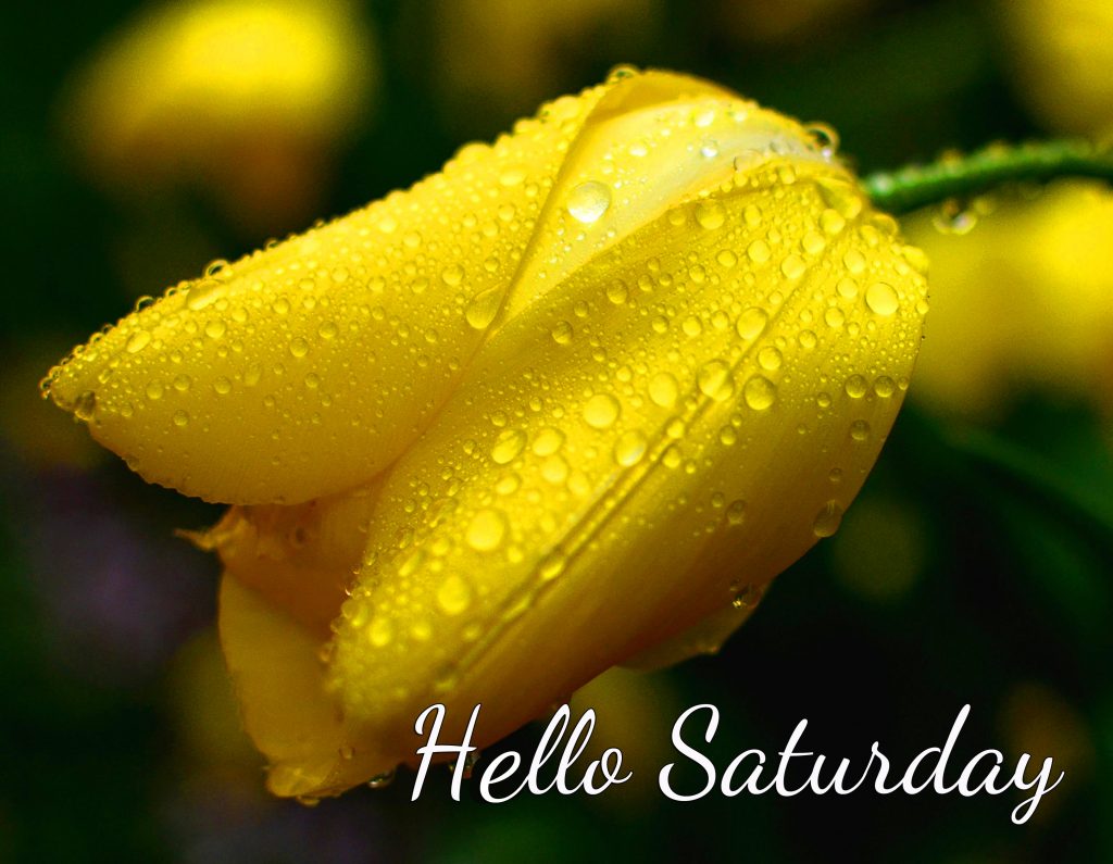 Beautiful-Yellow-Tulip-Hello-Saturday-Image