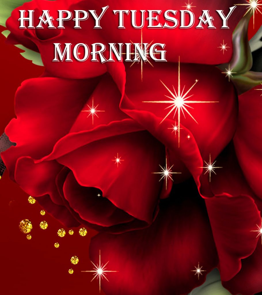 Big-Red-Rose-Happy-Tuesday-Morning-Wallpaper-HD