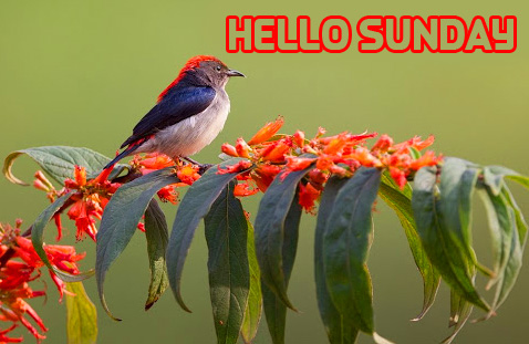Bird Nature Hello Sunday Wallpaper HD