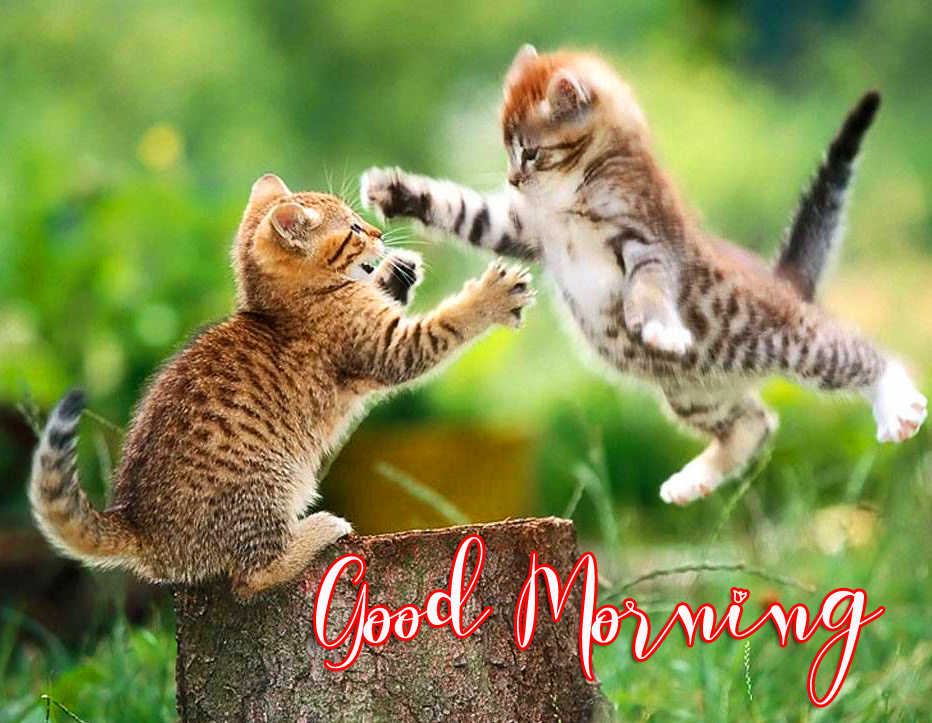 Cats Good Morning Pic