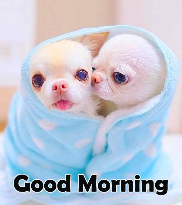 Couple Dogs Good Morning Image HD