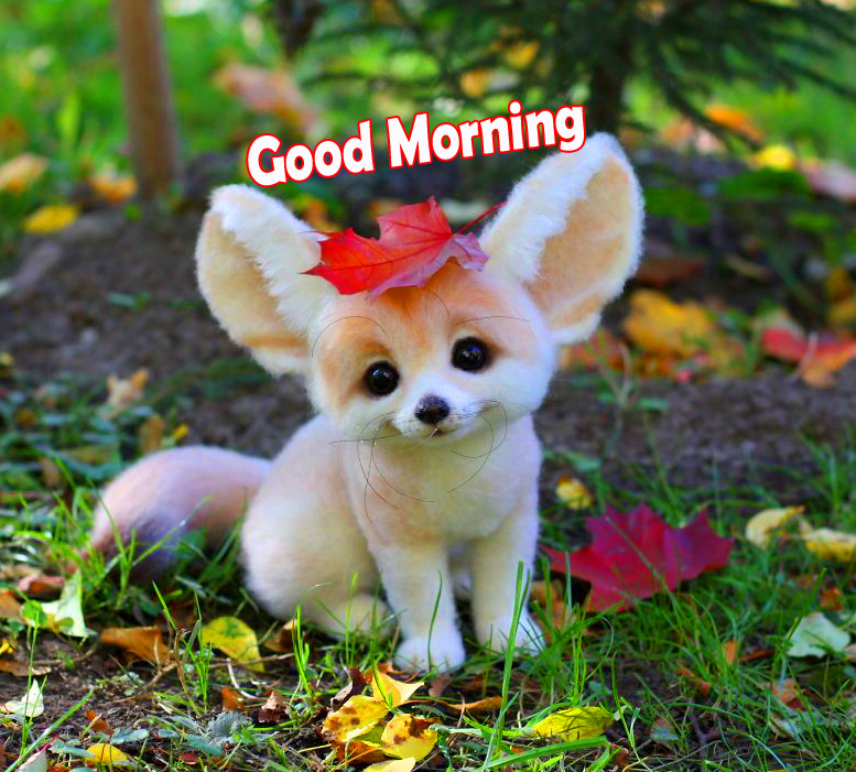 Cute Animal Good Morning Image