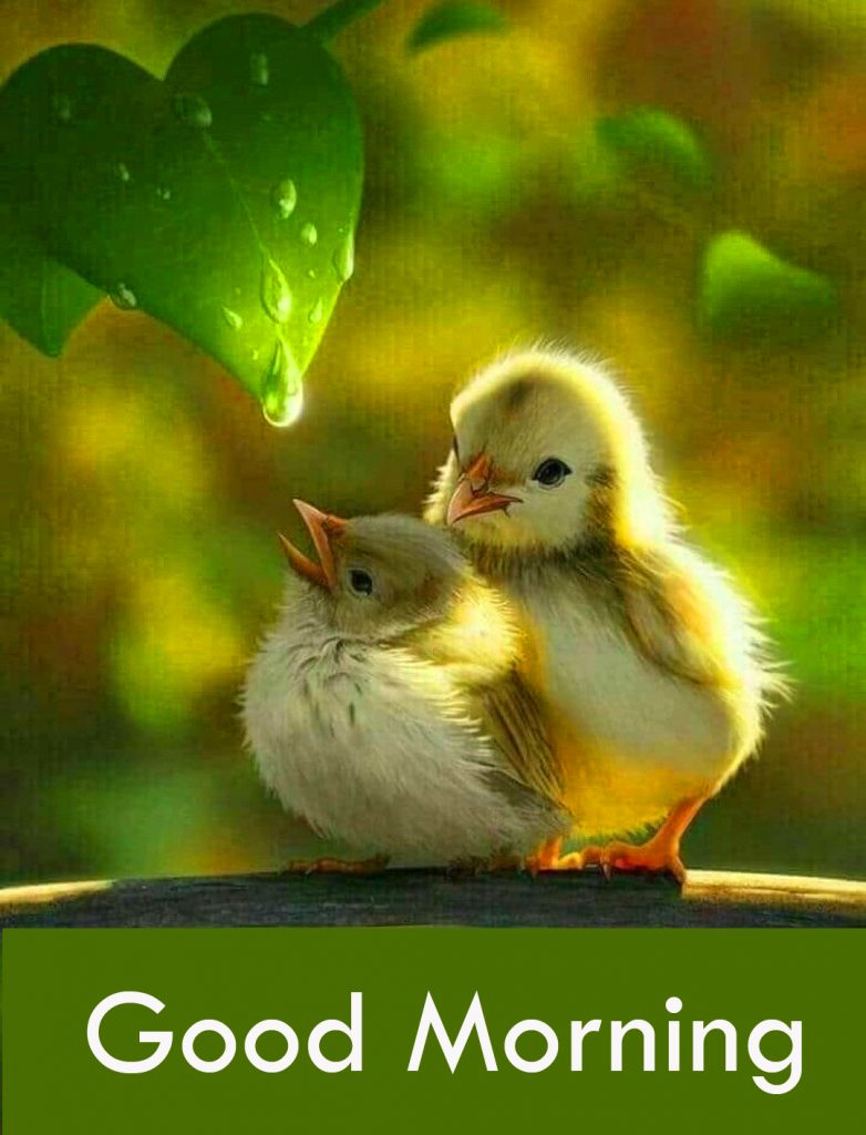 Cute Birds Good Morning Image