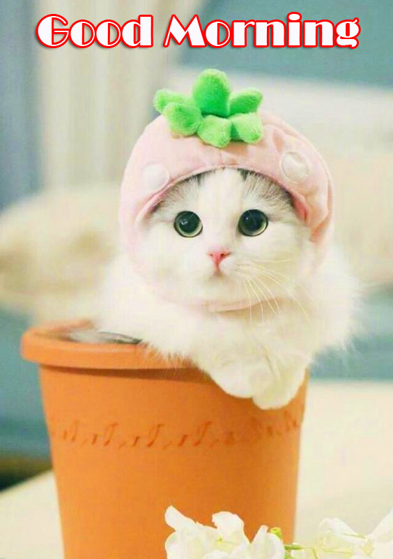 Cute Cat Good Morning Picture