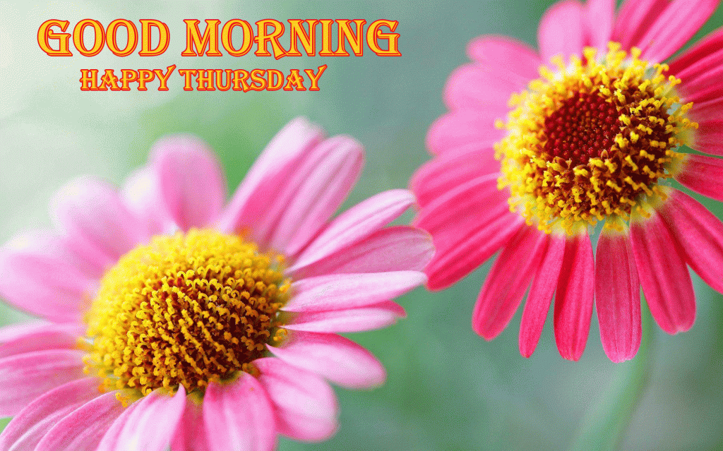 Cute Flowers HD Good Morning Happy Thursday Picture