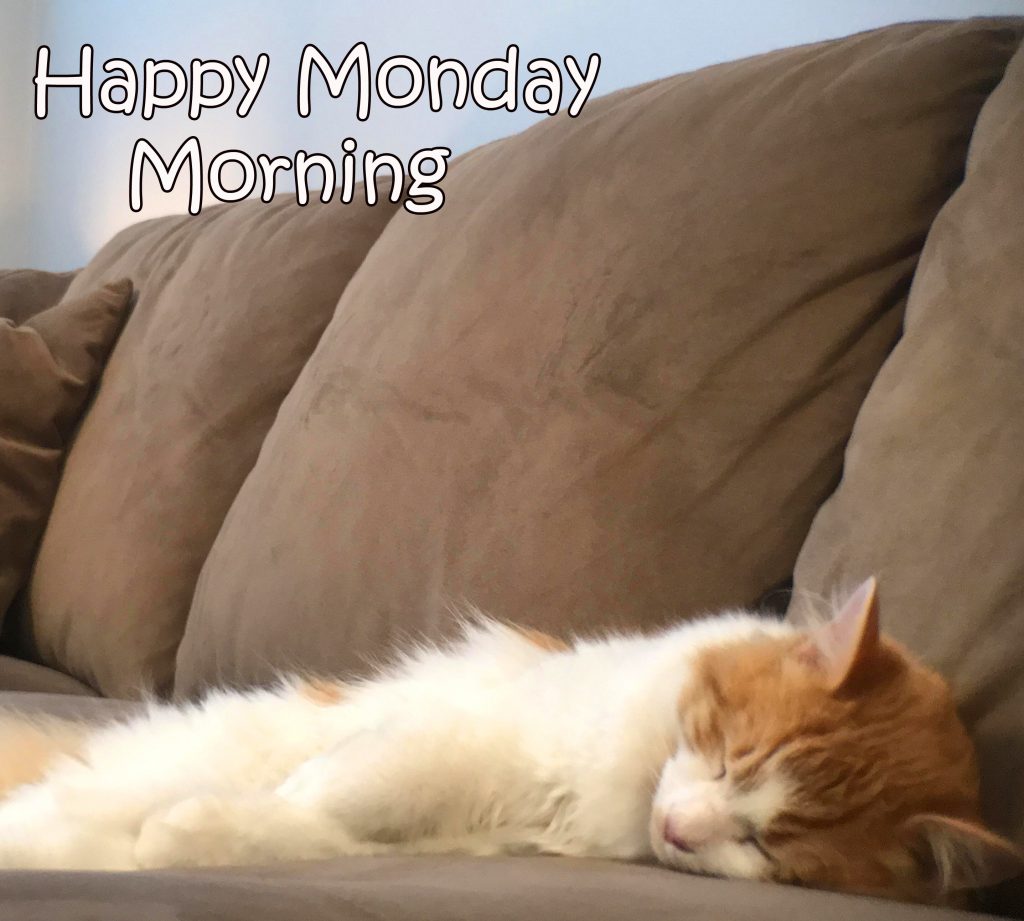 Cute Funny Cat Happy Monday Morning Image