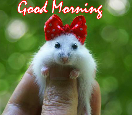 Cute Rat Good Morning Image