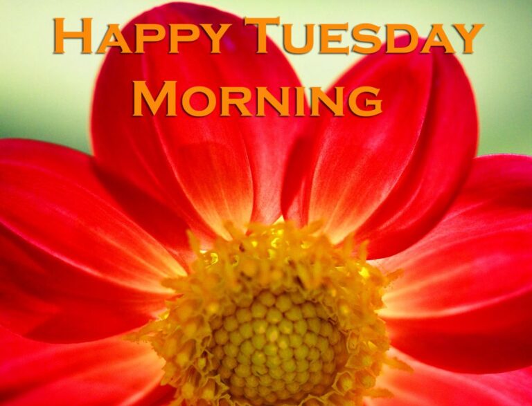 35+ Good Morning Happy Tuesday Beautiful Flower Images, Pictures and ...