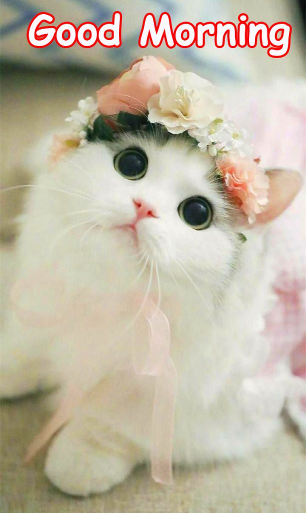 Cute and Best Kitten Good Morning Wallpaper
