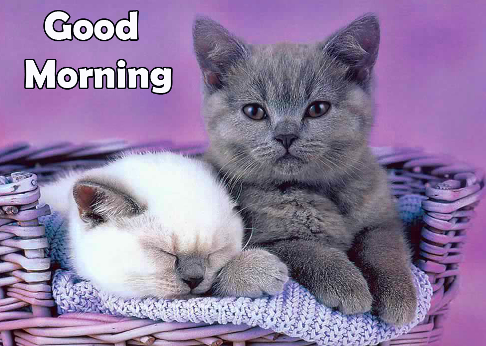 Cute and Funny Cat Good Morning Image