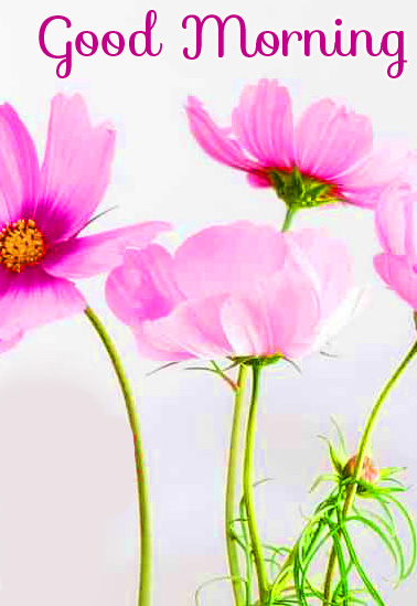 Flowers Good Morning Pink Picture