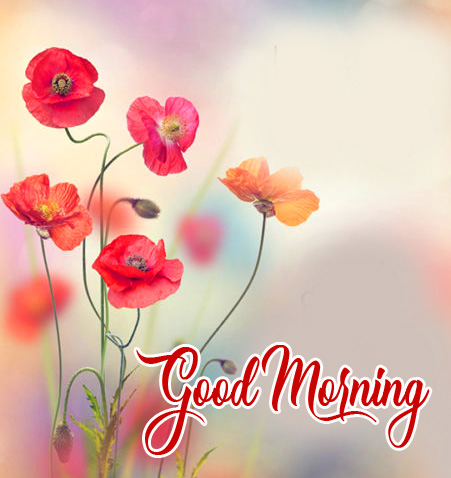 Flowers HD Good Morning Wallpaper