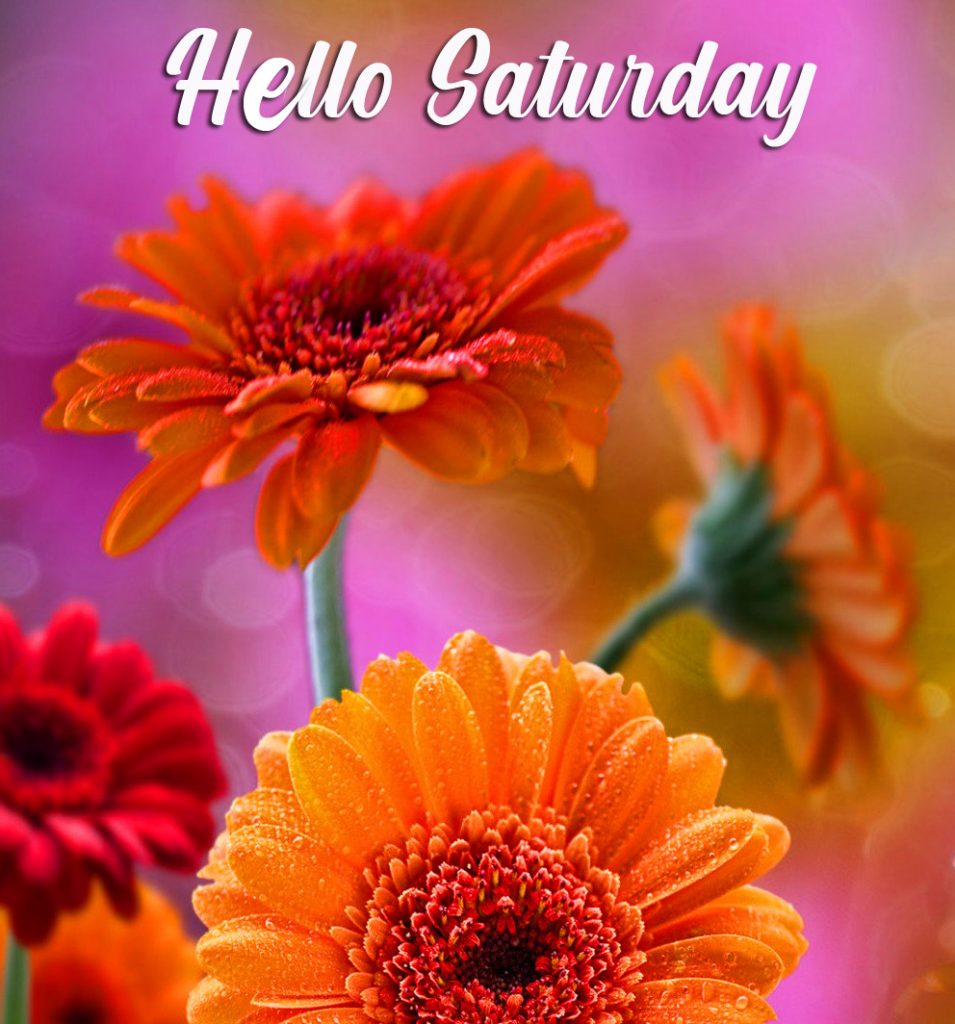 Flowers-HD-Hello-Saturday-Wallpaper