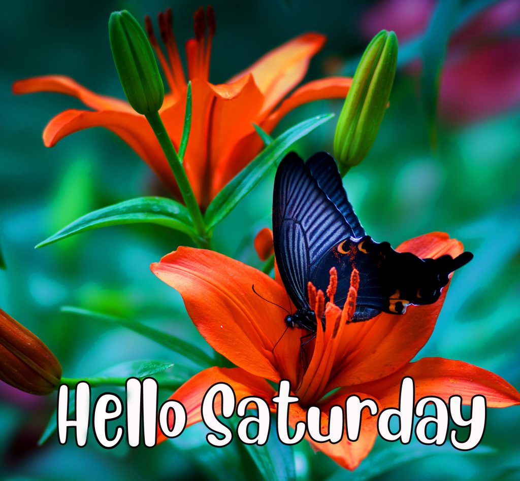Flowers-Hello-Saturday-Image-HD