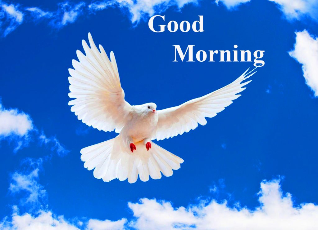 Flying Bird Good Morning Image