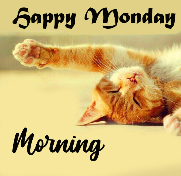 Funny Cat Happy Monday Morning Picture HD
