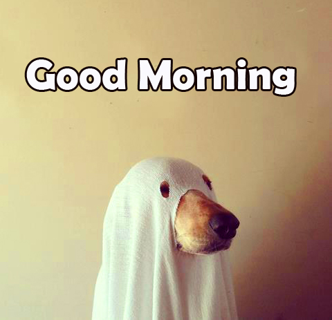 Funny Horror Dog Good Morning Picture