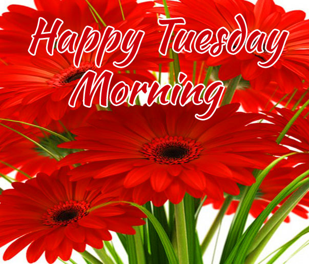 Gerbera-Red-Flowers-Happy-Tuesday-Morning-Picture-HD