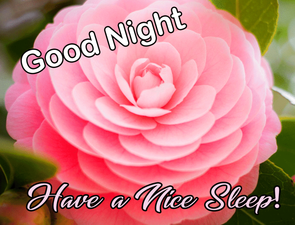 Gn Have a Nice Sleep Rose Image